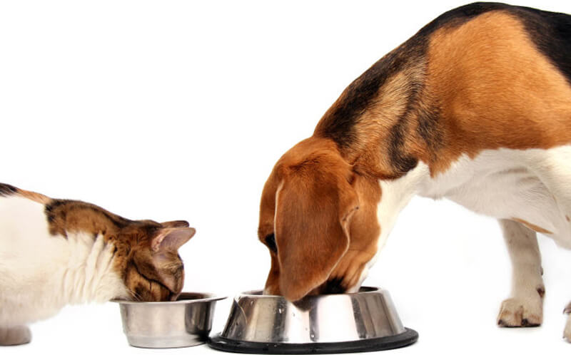 Canvikings - alimentació gossos i gats